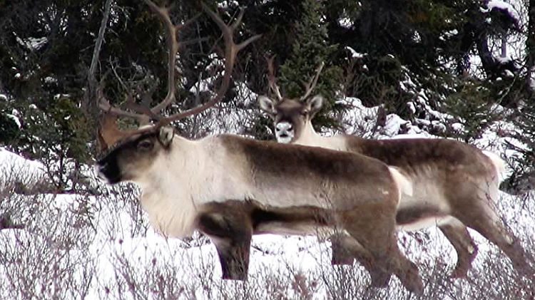 Caribou