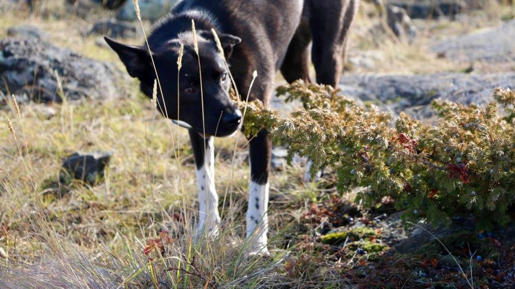 The reporter's dog stops to smell the flowers