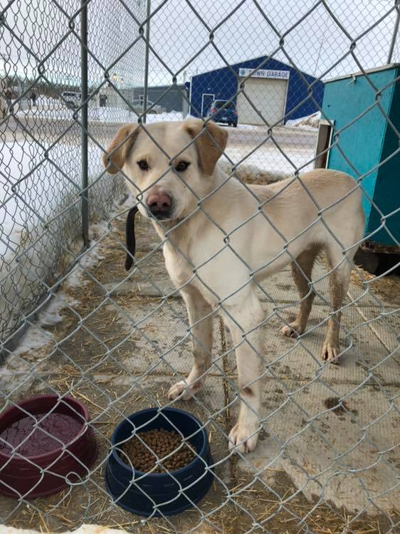 Hay River animal shelter open for pets displaced by fire My True