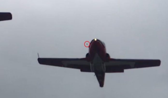Snowbird bird