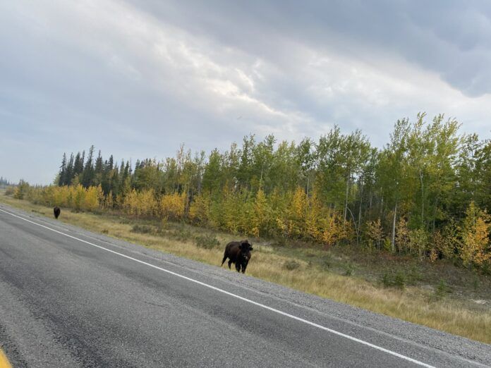 Anthrax suspected after a dead bison found on Hwy 3